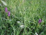 Dactylorhiza incarnata. Цветущие растения. Украина, Киевская обл., Киево-Святошинский р-н, окр. г. Боярка, заливной луг по соседству с ольховым лесом. Июнь 2010 г.