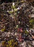 Cerastium pseudobulgaricum. Цветущее растение. Украина, г. Запорожье, возле Гребного канала, на песчаном участке, возле сосен. 29.03.2014.