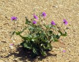 Erodium arborescens. Цветущее растение. Израиль, пос. Негев, равнина Мишор а-Сээфим, вади. 22.03.2014.