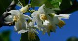 Styrax officinalis