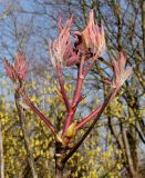 Paeonia rockii. Молодой побег. Германия, г. Дюссельдорф, Ботанический сад университета. 13.03.2014.