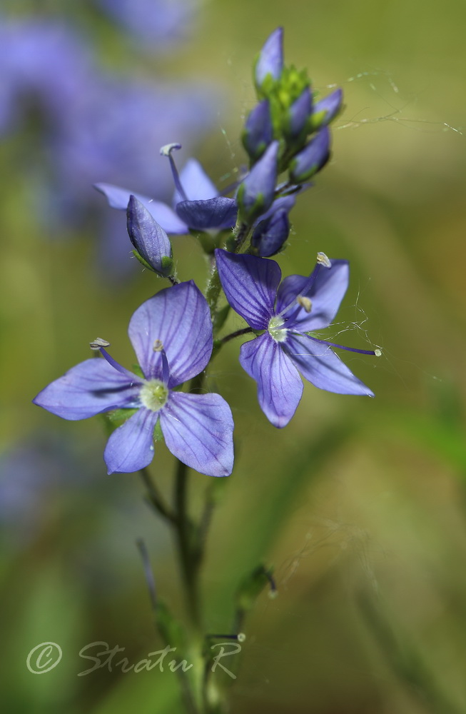 Изображение особи Veronica dentata.