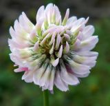 Trifolium repens