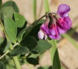 Lathyrus japonicus ssp. pubescens