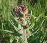 Anchusa officinalis. Верхушка бутонизирующего побега. Восточный Казахстан, г. Усть-Каменогорск, правый берег р. Иртыш, сквер у здания. 19.05.2015.