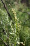 Spinacia turkestanica. Верхушка отцветающего растения. Южный Казахстан, левый берег Сыр-Дарьи в 10 км выше Сюткента. 29.04.2015.