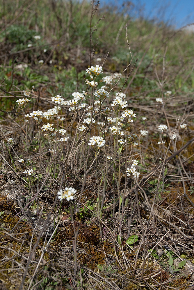 Изображение особи Arabidopsis arenosa.