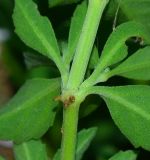 Lippia nodiflora