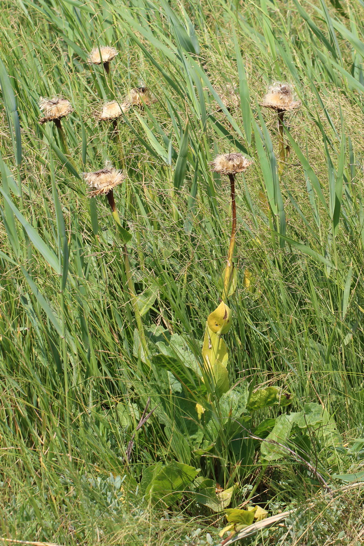 Большеголовник серпуховидный (Stemmacantha serratuloides)