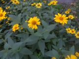 Heliopsis helianthoides