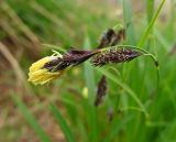 род Carex. Верхушка побега с соцветием. Чукотка, Пегтымельский хребет, верховье реки Гытолькыль (приток реки Пегтымель), тундра. 21.07.2014.