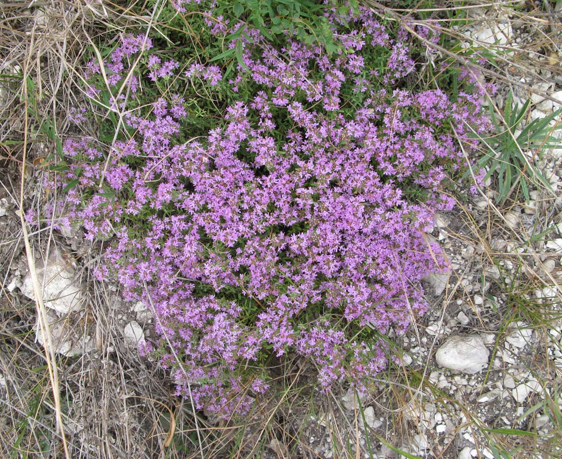 Изображение особи Thymus dubjanskyi.