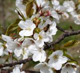 Cerasus kurilensis. Ветвь с цветками и кормящейся мухой. Краснодарский край, г. Сочи, Дендрарий. 22.03.2017.