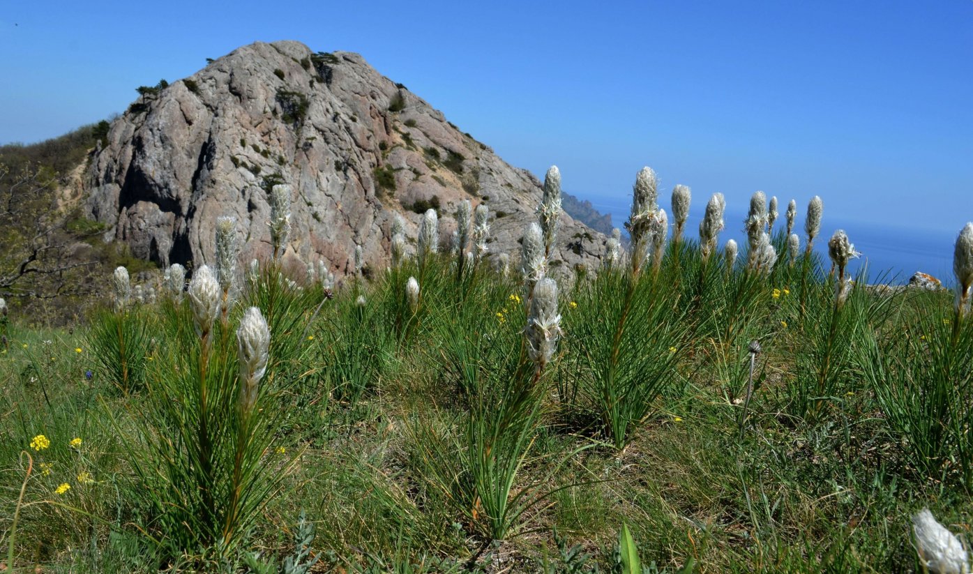 Изображение особи Asphodeline taurica.