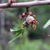 Amygdalus fenzliana. Веточка с плодом. Армения, обл. Вайоц Дзор, окр. с. Арени, берег р. Арпа. 01.05.2017.