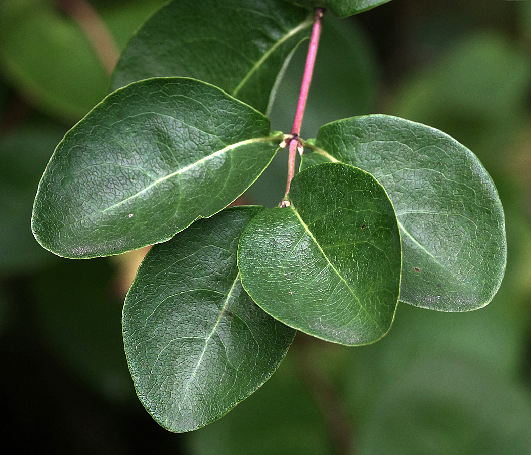 Изображение особи Lonicera caprifolium.