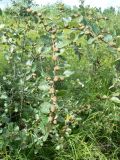 Betula ovalifolia