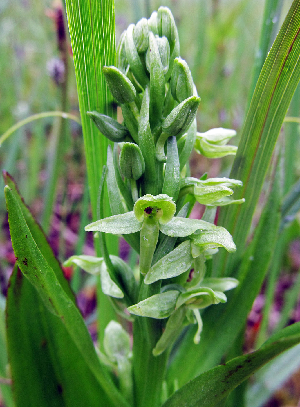 Изображение особи Limnorchis convallariifolia.