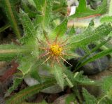 Centaurea benedicta