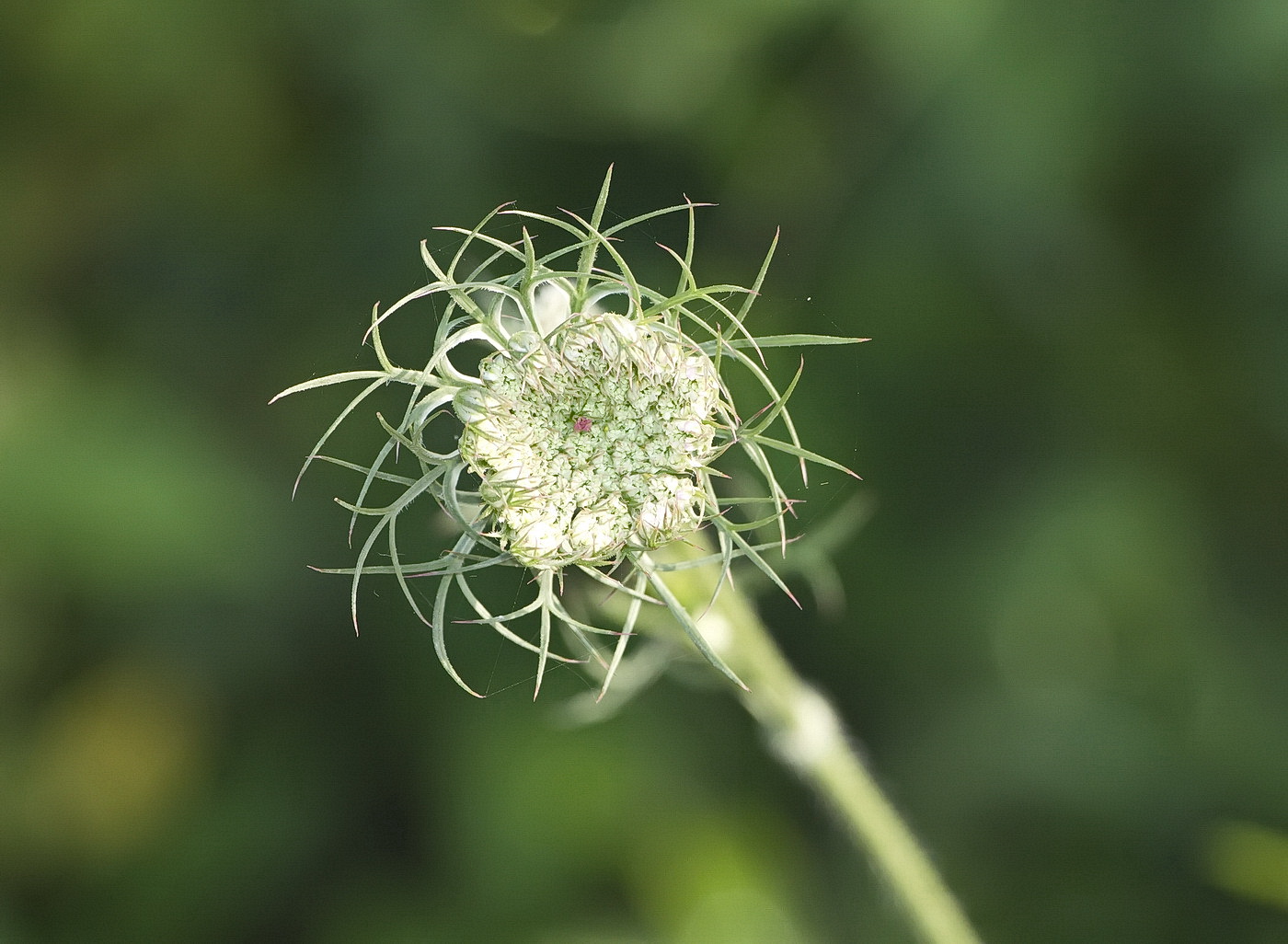 Изображение особи Daucus carota.