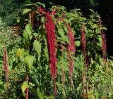 Amaranthus caudatus. Верхушки цветущих растений. Восточный Казахстан, г. Усть-Каменогорск, парк Жастар, в культуре. 11.08.2017.