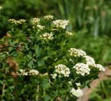 Spiraea trilobata. Верхушка ветви с раскрывающимися и раскрывшимися соцветиями. Восточный Казахстан, г. Усть-Каменогорск, Архитектурно-ландшафтный музей-заповедник, в культуре. 21.05.2017.