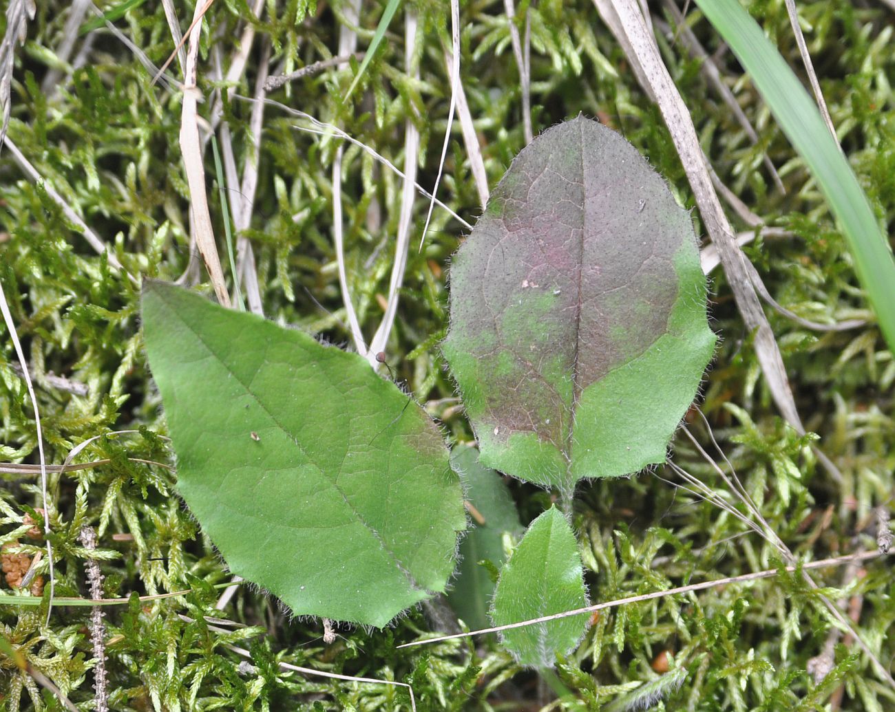 Изображение особи род Hieracium.