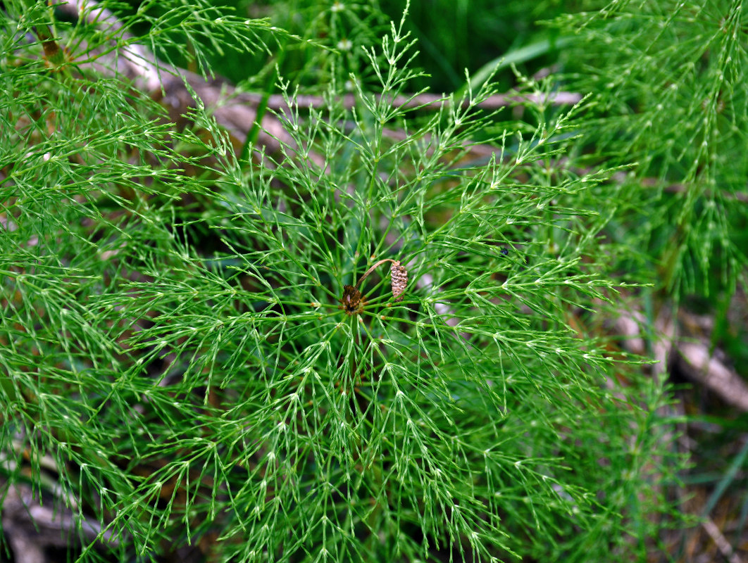 Изображение особи Equisetum sylvaticum.