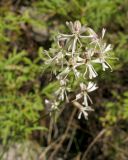 Silene stylosa