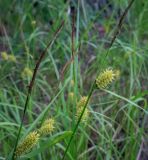 Carex vesicaria