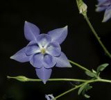 Aquilegia coerulea