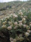 Oxytropis tragacanthoides. Плодоносящее растение. Алтай, окр. с. Чаган-Узун, щебнистый склон. 21.07.2019.