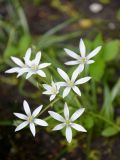 род Ornithogalum