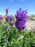 Astragalus adsurgens