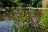 Juncus articulatus. Верхушки цветущих и плодоносящих побегов. Пермский край, Кунгурский р-н, Ленское сельское поселение, окр. дер. Веслянка, дол. р. Ирень, галечный берег, у воды. 6 августа 2022 г.