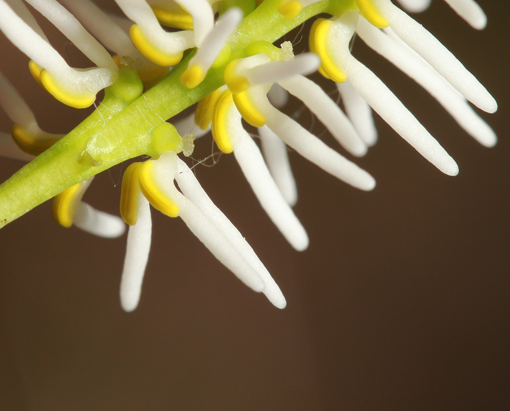 Image of Chloranthus quadrifolius specimen.