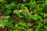 Cypripedium guttatum