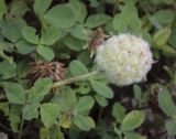 Trifolium fragiferum