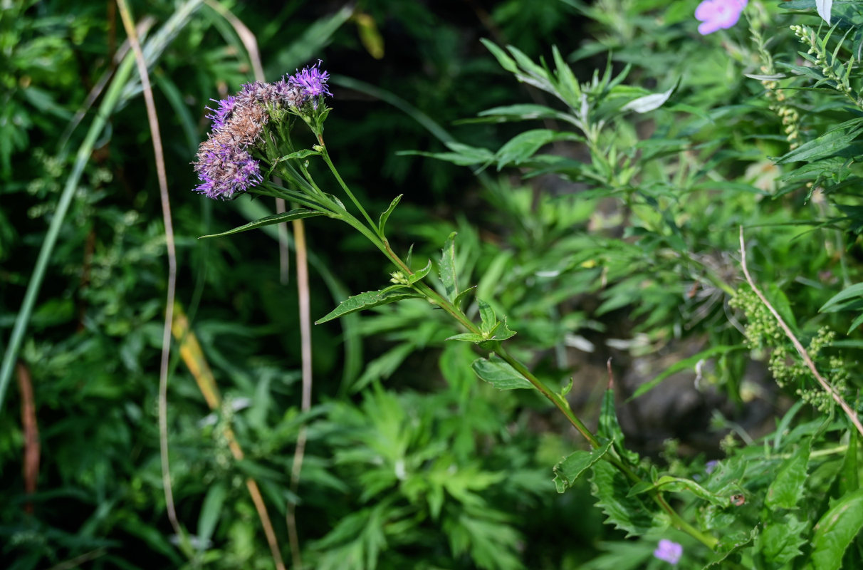 Изображение особи Saussurea riederii.