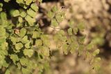 Adiantum capillus-veneris