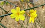 Jasminum nudiflorum. Побеги с цветками. Крым, Ялта, парк Министерства обороны. 26 марта 2011 г.