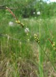 Carex globularis