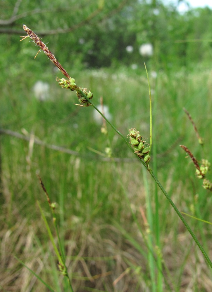 Изображение особи Carex globularis.