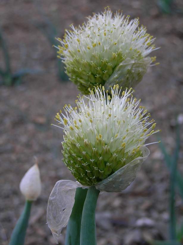 Изображение особи Allium altaicum.