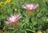 Centaurea trichocephala