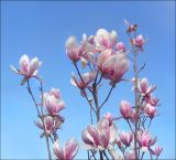 Magnolia × soulangeana. Верхушка цветущего дерева. Черноморское побережье Кавказа, г. Новороссийск, в культуре. 7 апреля 2010 г.