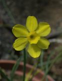 Narcissus rupicola