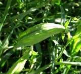 Lathyrus sativus