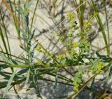 Euphorbia seguieriana. Веточки с соцветиями. Украина, Херсонская обл., Скадовский р-н, о-в Джарылгач, дюны на южной стороне острова. Август 2012 г.