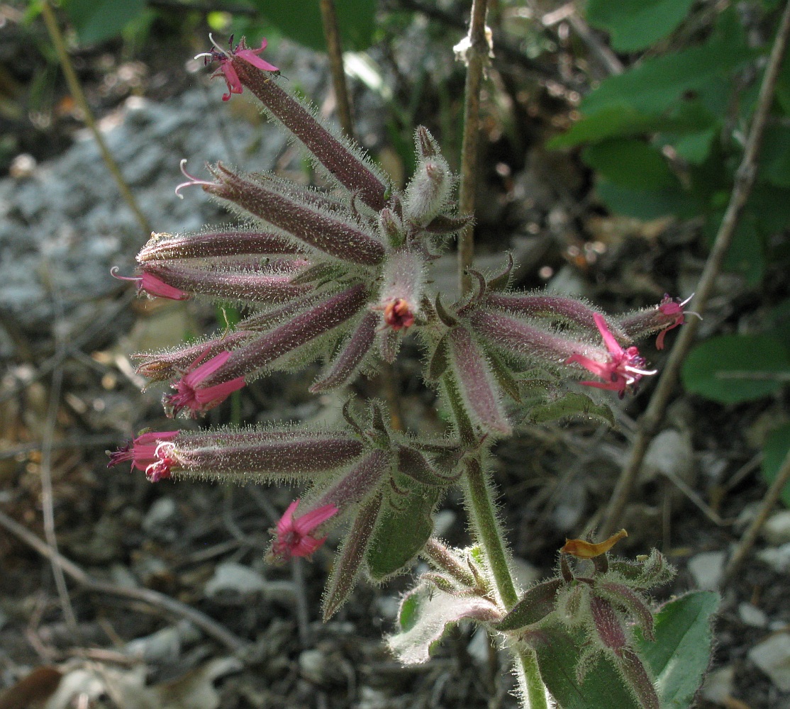 Image of Saponaria glutinosa specimen.